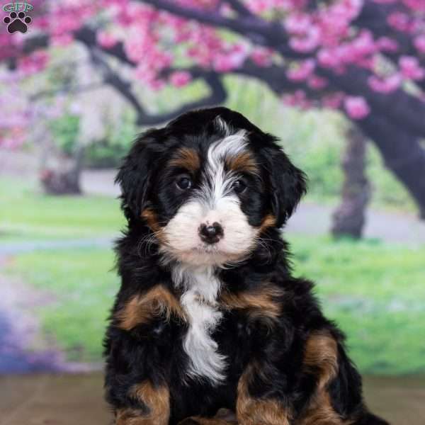 Timmy, Mini Bernedoodle Puppy